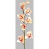 Orchidej