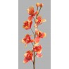 Orchidej