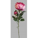 Pivoňka vínovo-růžová 60 cm