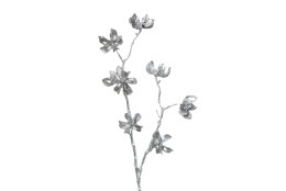 Bavlník stříbrný