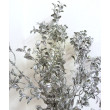 Větvička buxus stříbrná