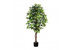 SLEVA! - FICUS benjamin, 150 cm - rozbitý květináč