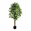 FICUS benjamin, 150 cm