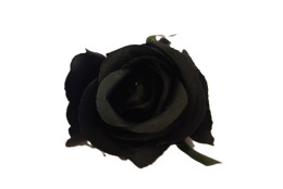 Růže černá vazbová 7*8 cm