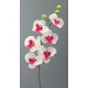 Phalenopsis