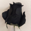 Růže černá vazbová 7*8 cm