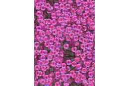 Flitry fialové fuchsie laser miska 5 mm