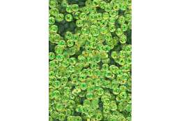 Flitry zelené laser miska 5 mm