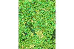 Flitry zelené lemon laser rovné 6 mm