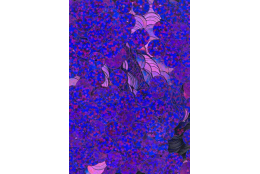 Flitry fialové fuchsie laser rovné 8 mm