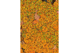 Flitry oranžové laser rovné 8 mm