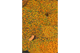 Flitry oranžové laser rovné 20 mm