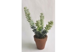 Sukulent v květináči 20 cm