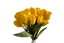 Žlutý tulipán, 3 ks, 27 květů
