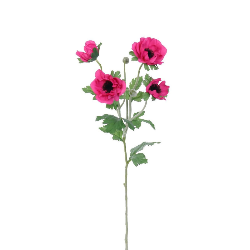 Anemonka beauty