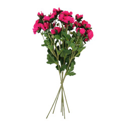 Sasanka Anemonka 6 ks beauty  62 cm