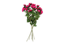 Sasanka Anemonka 6 ks beauty  62 cm