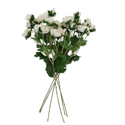 Sasanka Anemonka 6 ks krémová 62 cm