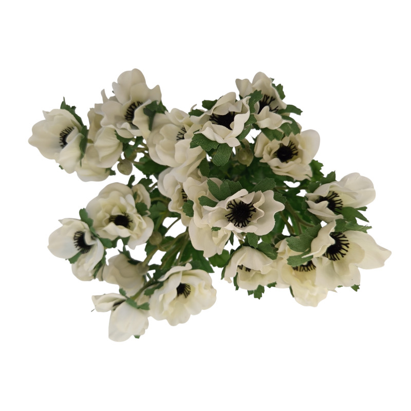 Anemonka krém