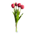 Tulipán svazek červený, 5 ks