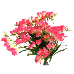 Frézie 12 ks beauty 57 cm