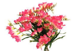 Frézie 12 ks beauty 57 cm