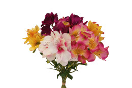 Jarní kytice alstromerie, 8 ks, v. 63 cm