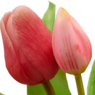Tulipán svazek 5 ks světle růžová 31 cm