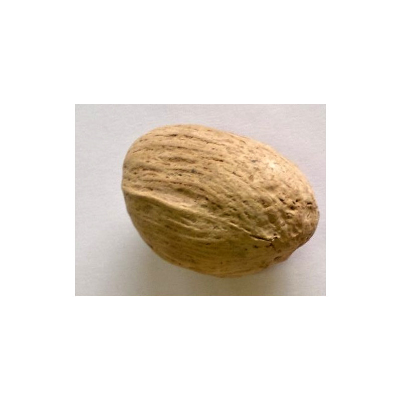 AMRA POD natural