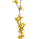 Forsythia, Zlatý déšť 74 cm