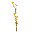 Forsythia, Zlatý déšť 74 cm