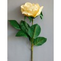 Růže gigant champange 95 cm