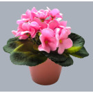 Fialka v květináči růžová 17 cm
