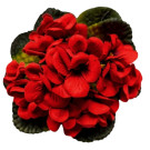 Fialka v květináči červená 17 cm