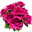 Růže v květináči fuchsie 22 cm