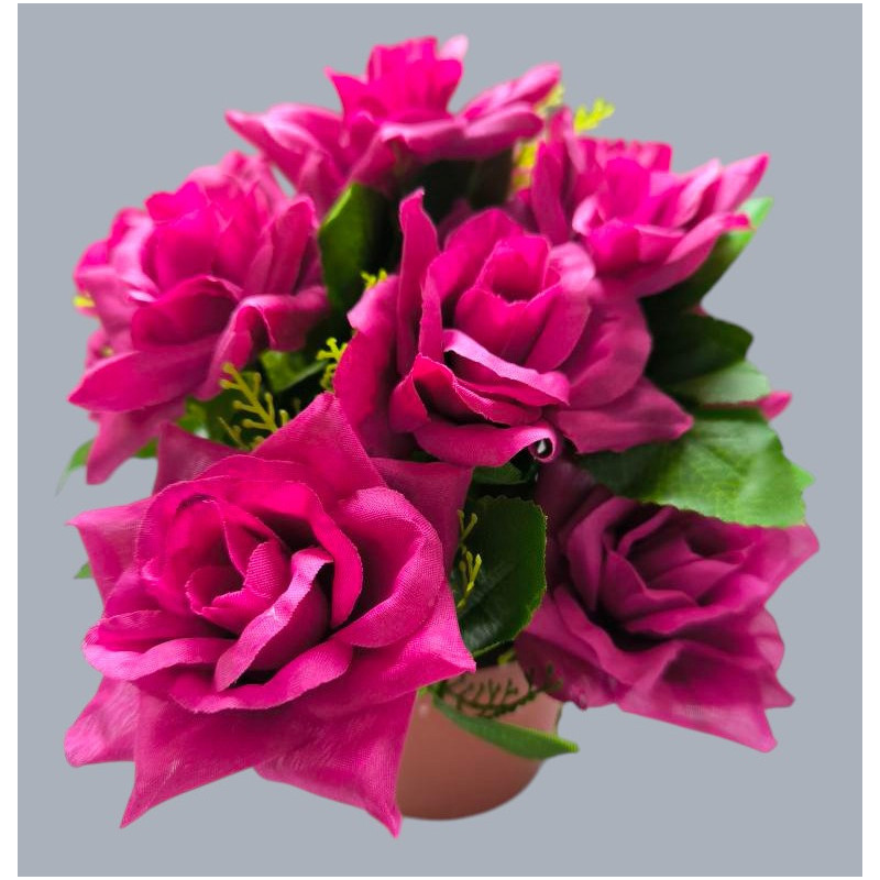 Růže v květináči fuchsie 22 cm