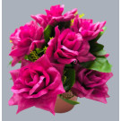 Růže v květináči fuchsie 22 cm