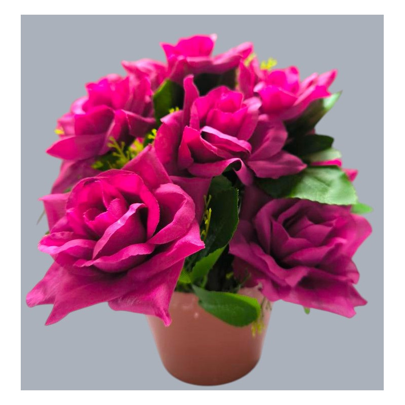 Růže v květináči fuchsie 22 cm