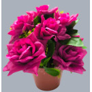 Růže v květináči fuchsie 22 cm