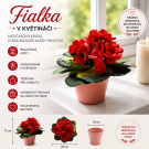 Fialka v květináči červená 17 cm