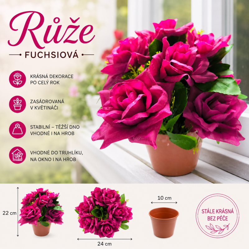 Růže v květináči fuchsie 22 cm