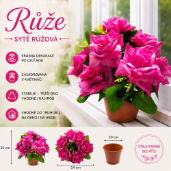 Růže v květináči sv. fialová 22 cm