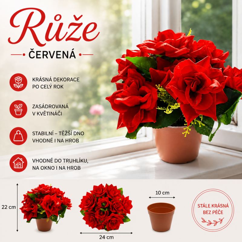 Růže v květináči červená 22 cm
