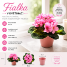 Fialka v květináči růžová 17 cm