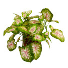 Caladium malé v květináčku 17 cm