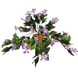 Klematis převis fialový 45 cm