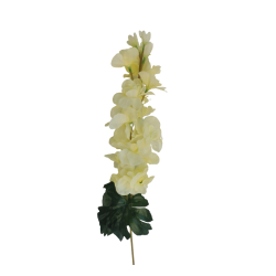 Ostrožka krémová 75 cm