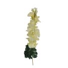 Ostrožka krémová 75 cm
