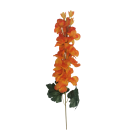 Ostrožka oranžová 75 cm