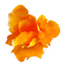 Iris oranžový vazbový 8*10 cm